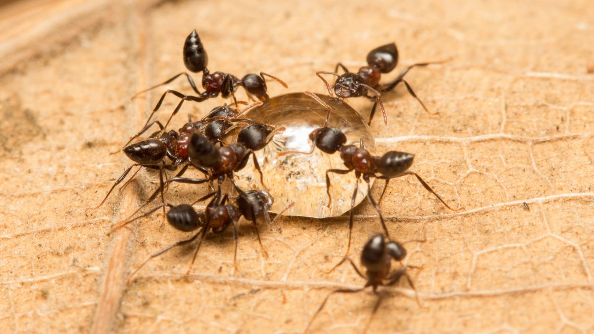 Acrobat Ants