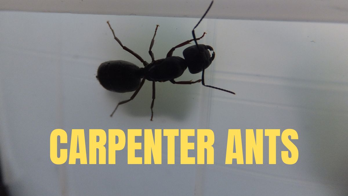 CARPENTER ANTS