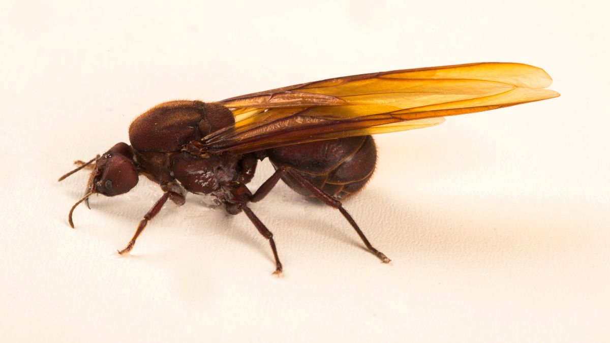 Carpenter Ants with wings