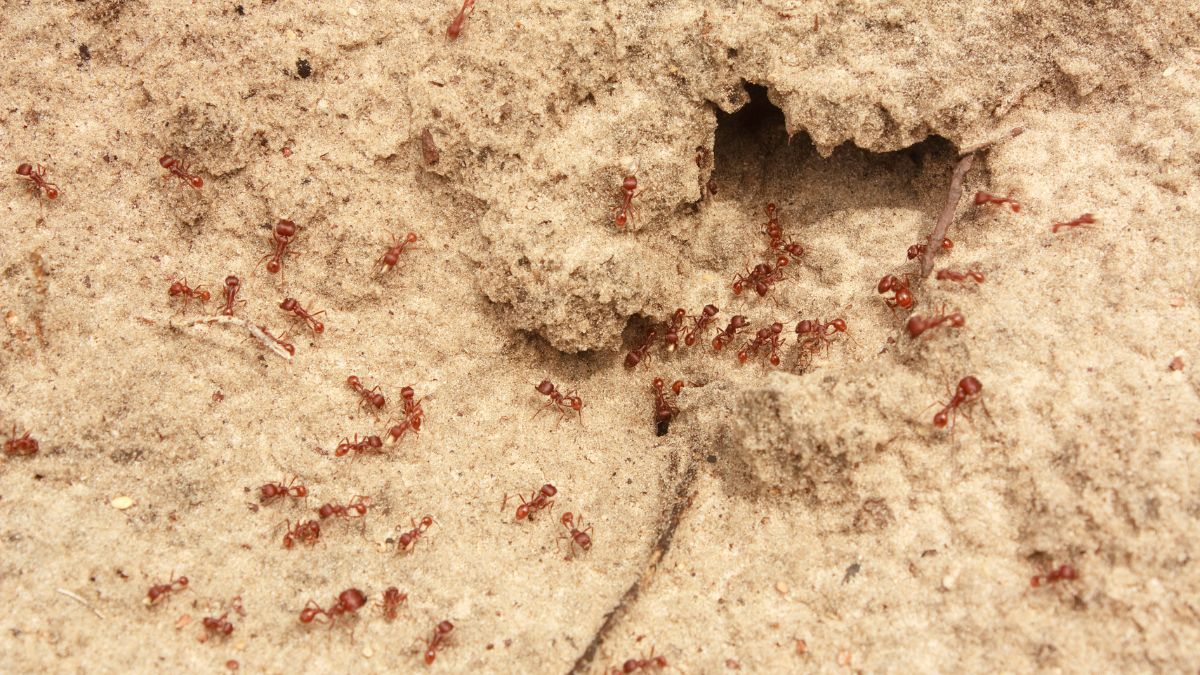 Fire Ants Live