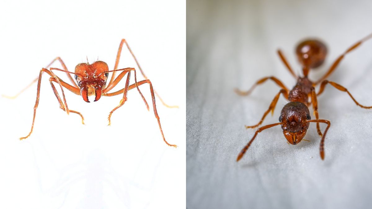 Fire Ants vs Red Ants