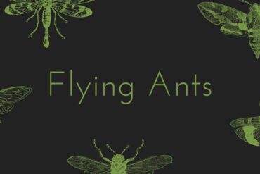 Flying Ants