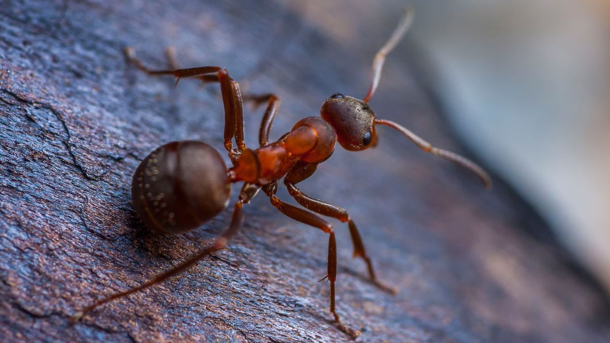 Slave Maker Ant