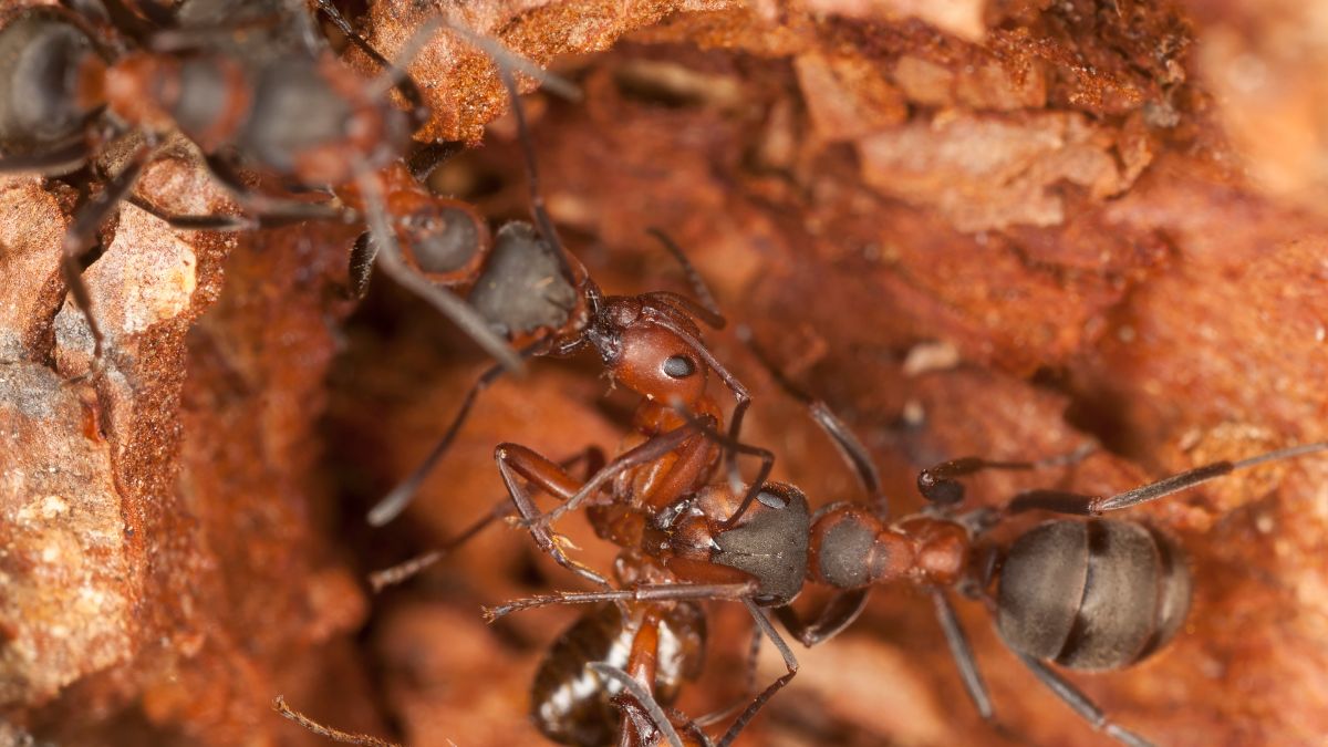 Southern Wood Ants