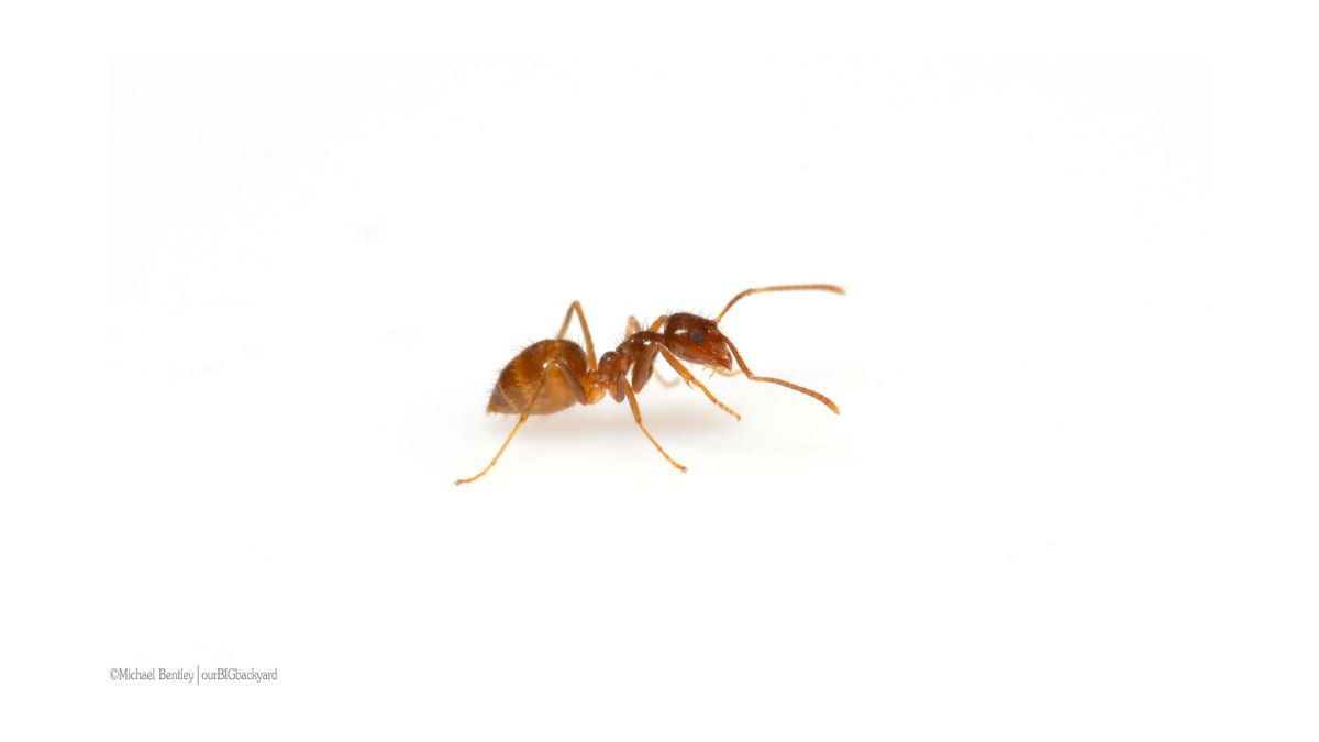 crazy ants