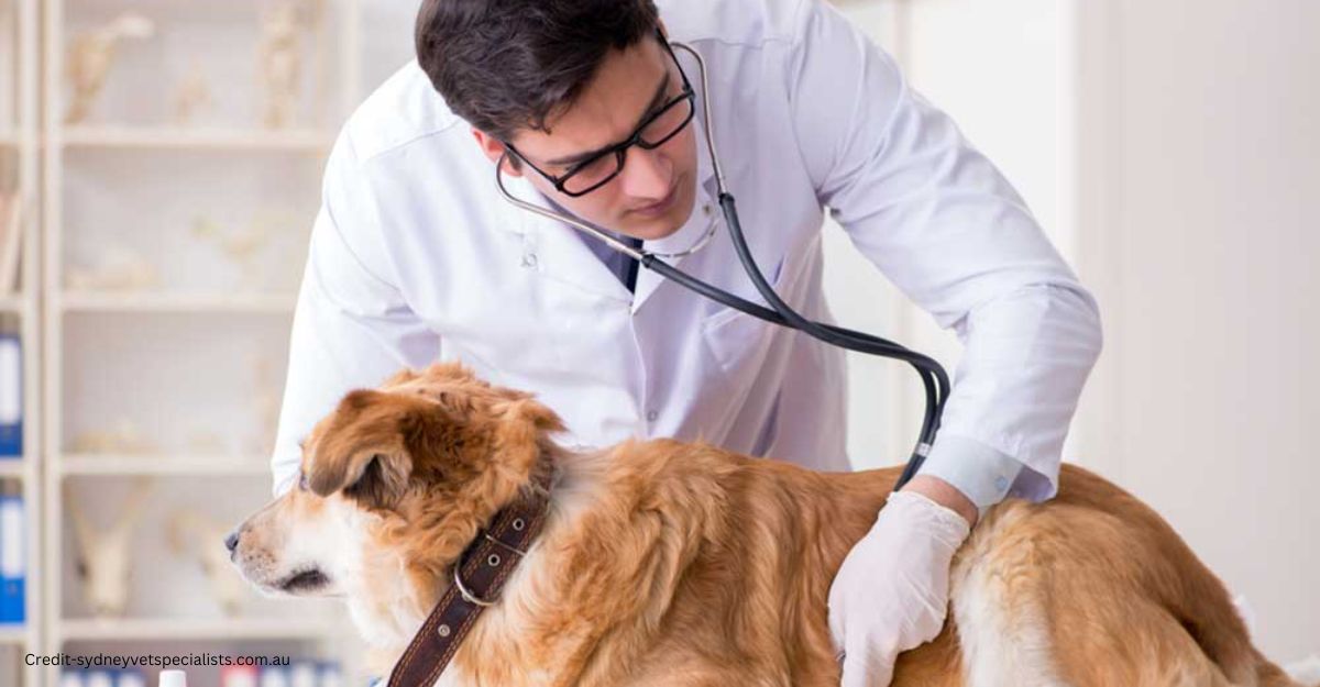How often should I take my Adult dog vet visits
