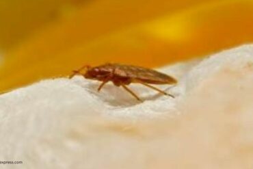 How to check for Bed Bugs