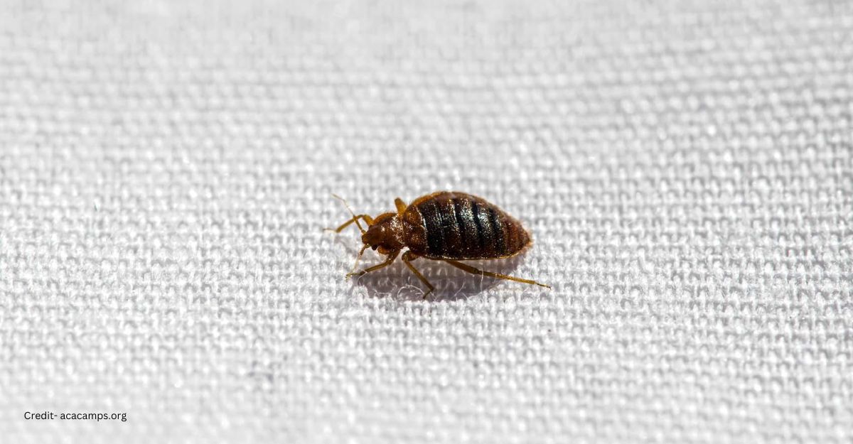 Early signs Bed Bugs