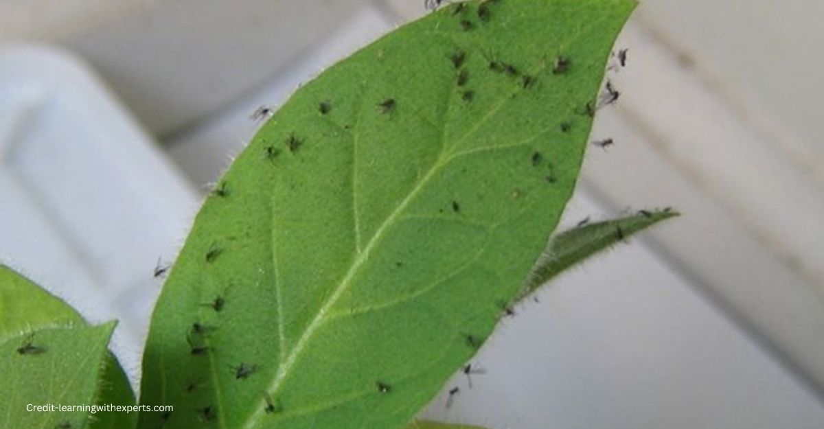 How to Get Rid of Gnats on Houseplants