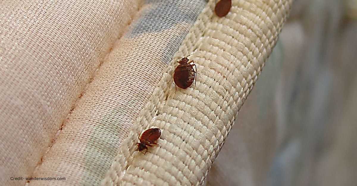 Hide place Bed Bugs