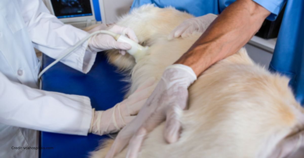 Pregnant dog vet visits