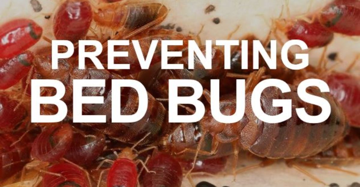 How to check for Bed Bugs & Preventing Bed Bugs