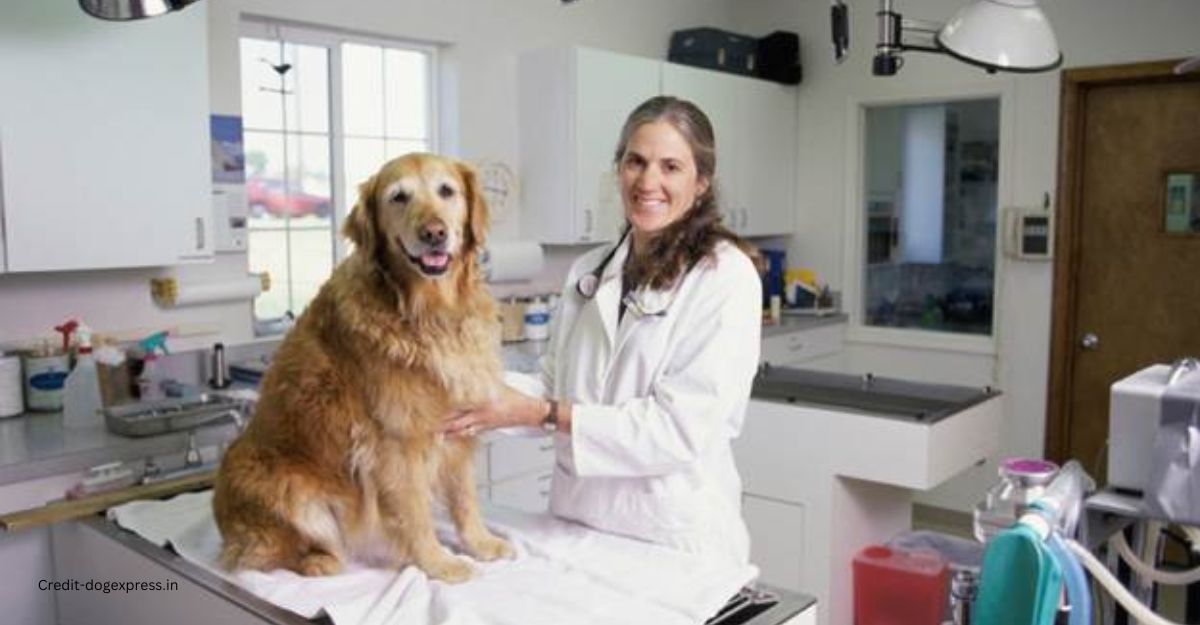 How often should I take my Senior dog vet visits