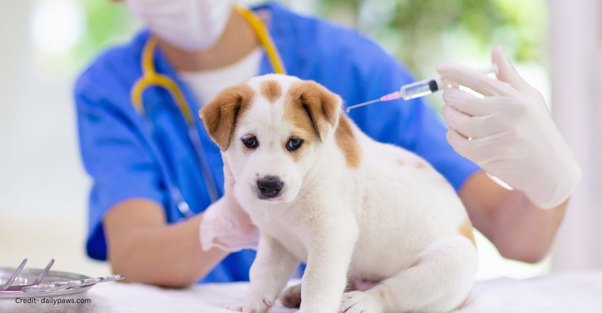 Vaccinations for Dogs