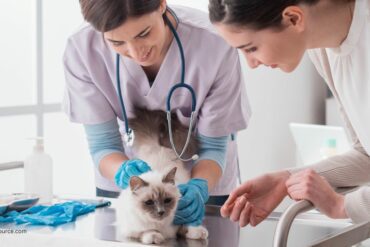 How often should I take my cat to the vet