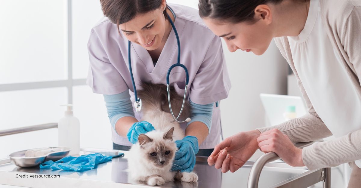 How often should I take my cat to the vet