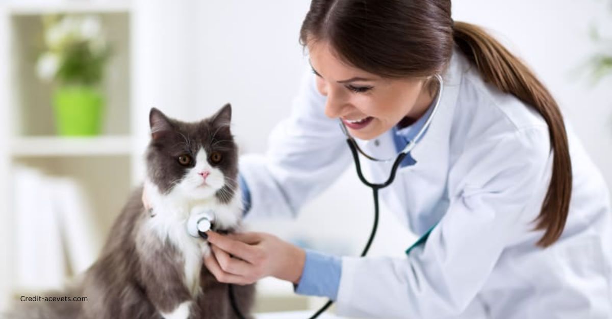 cat to the vet