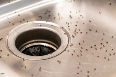 How to get rid of fruit flies in drain