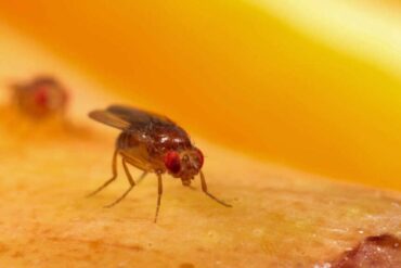 How to get rid of fruit flies in plants