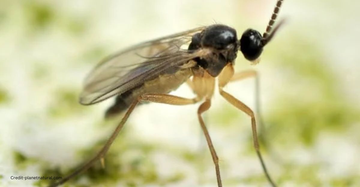 How to Get Rid of fungus gnats