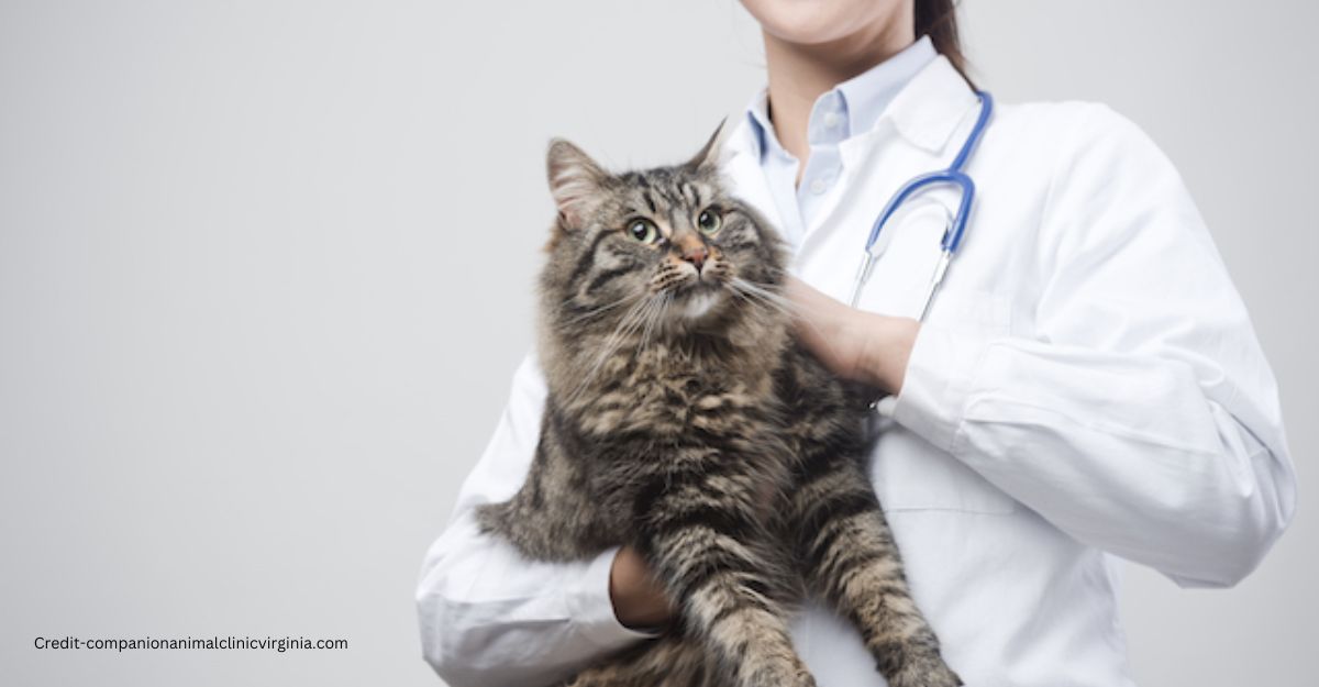 how often should I take my senoir cat to the vet