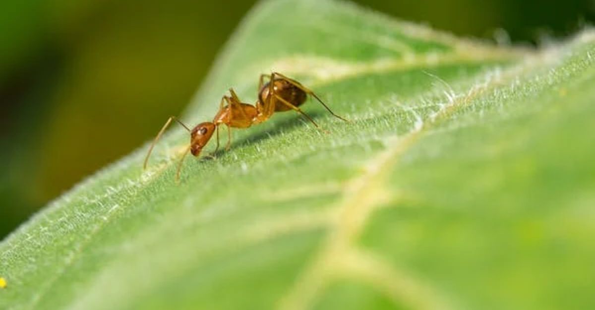 Key Takeaways on red ants
