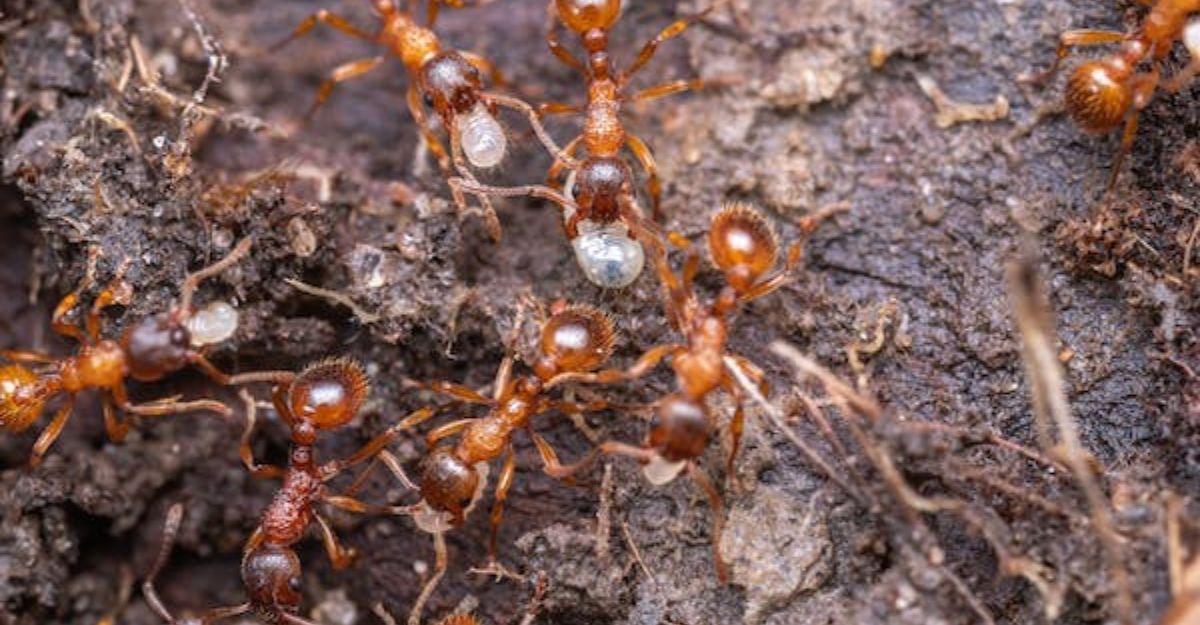 Types of Red Ants That Look Like Fire Ants